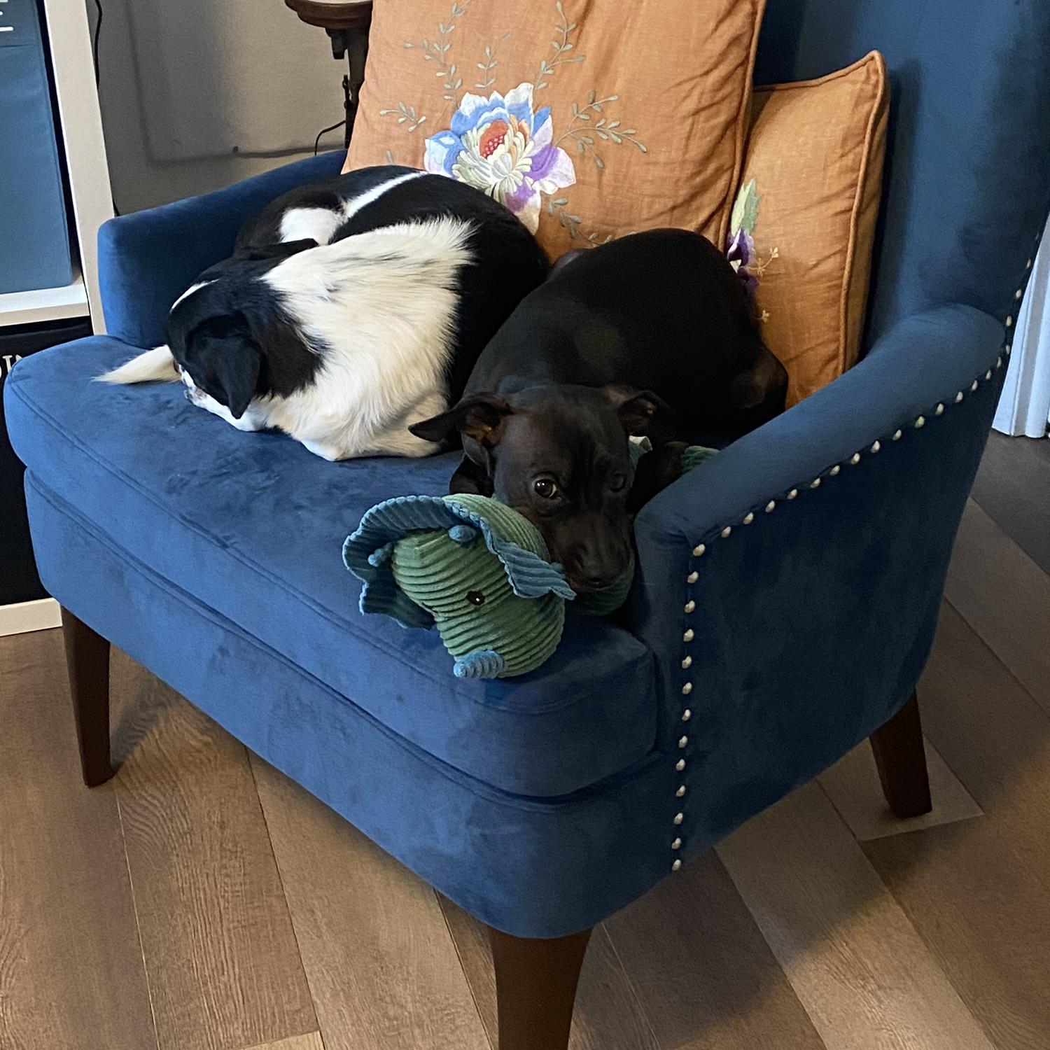 Scout and Jack sharin the chair. Scout has her favorite toy "Alfa".