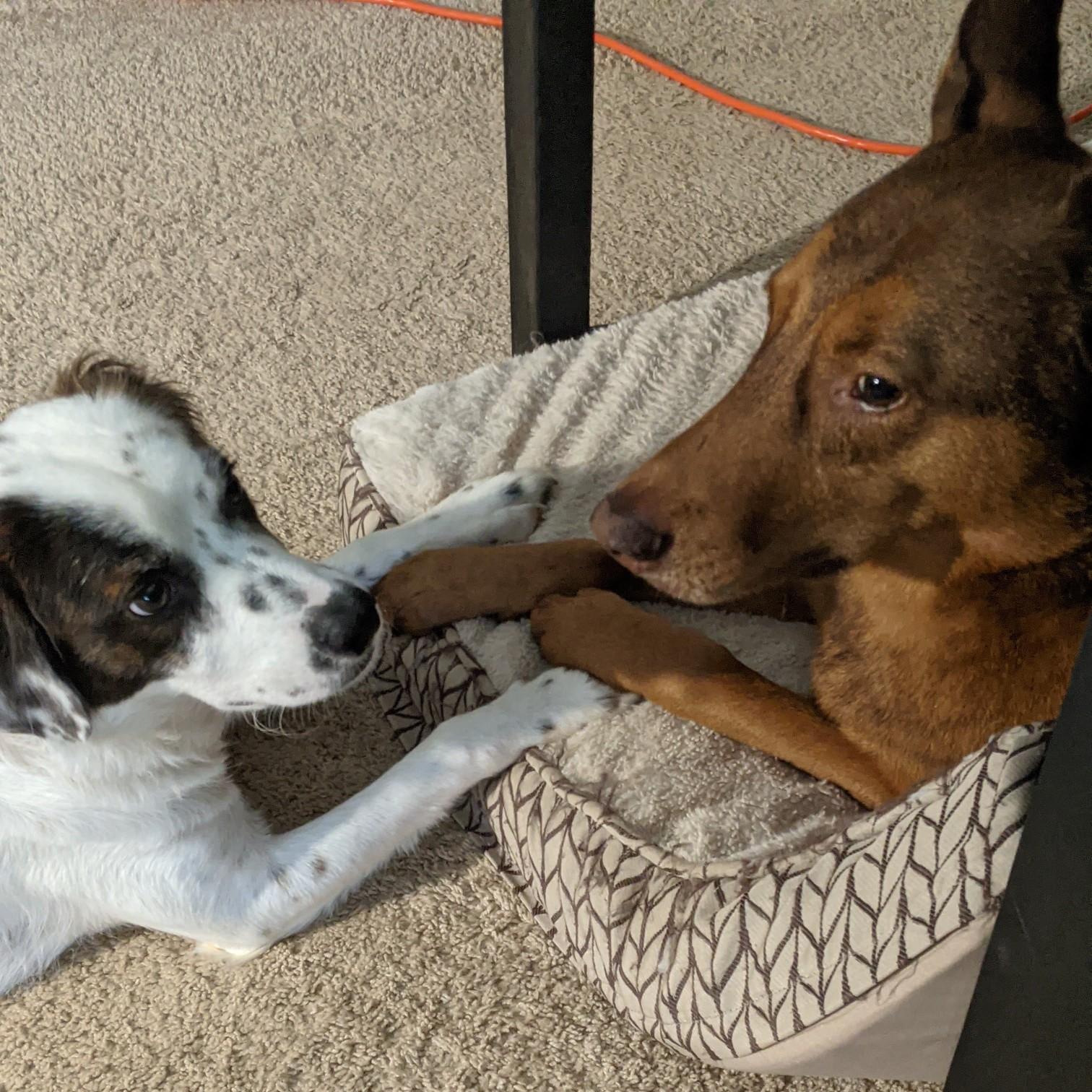 we are slightly obsessed with our dogs, Declan and Rosie