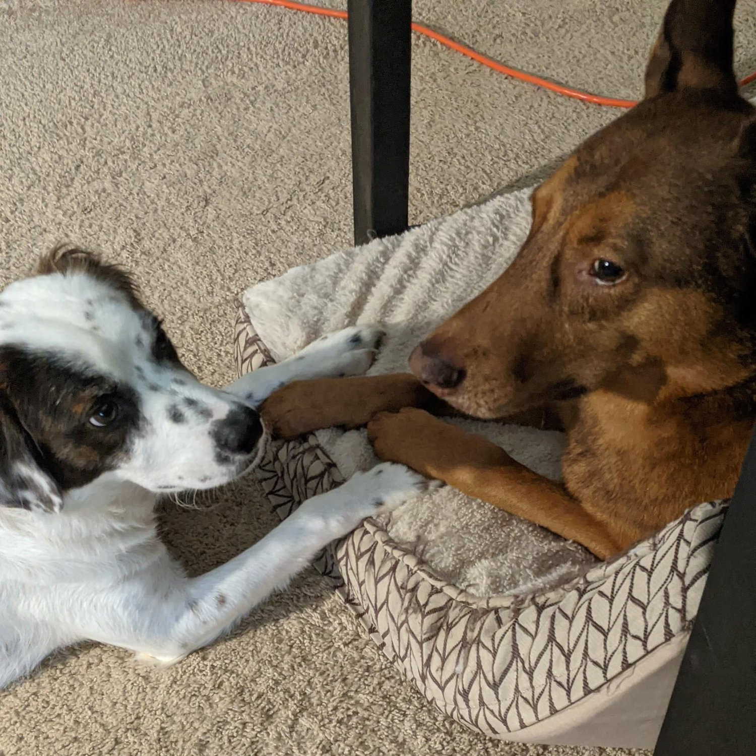 we are slightly obsessed with our dogs, Declan and Rosie