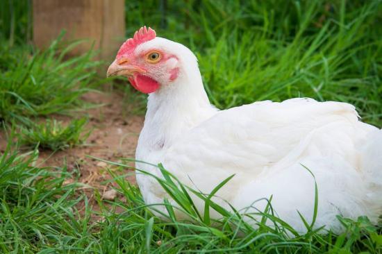 Sponsor a Chicken at Woodstock Animal Sanctuary