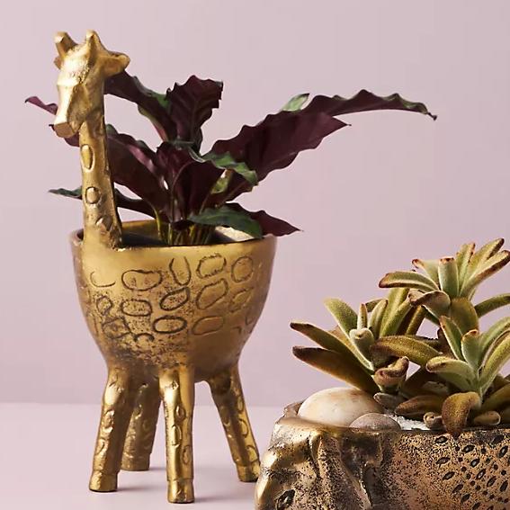 Giraffe Plant Pot