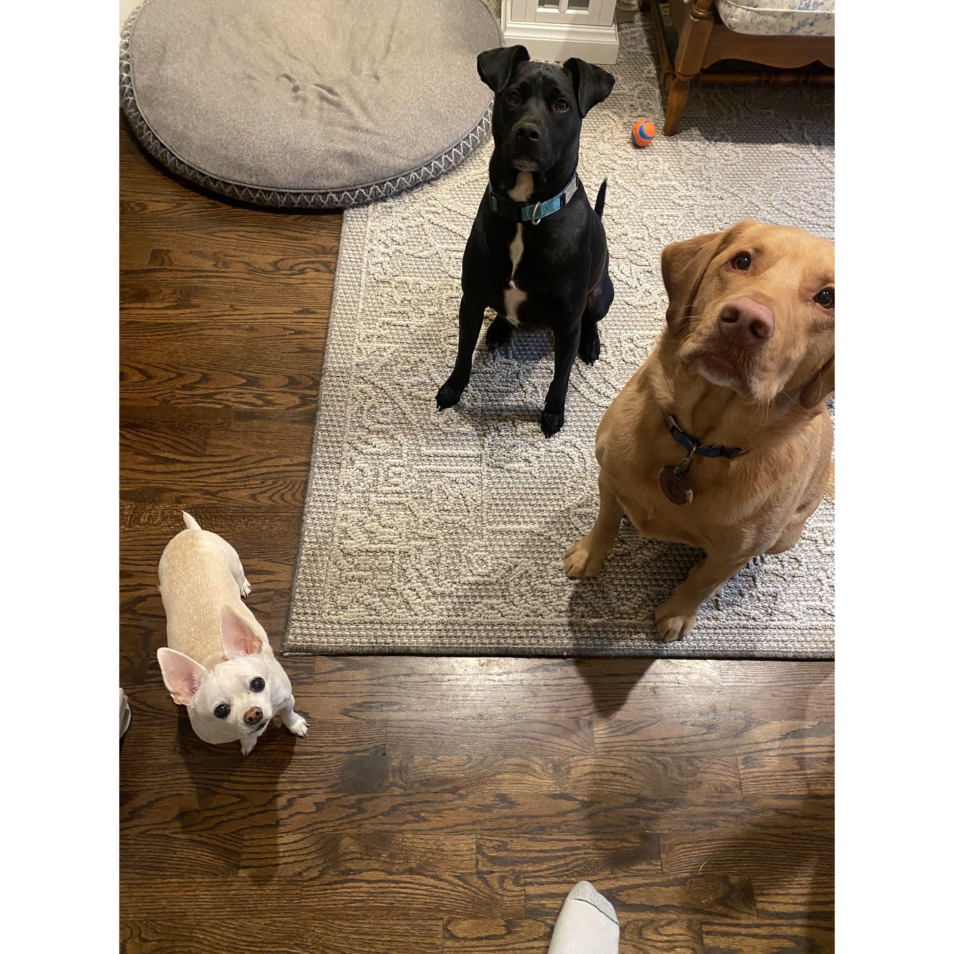 Our favorite pups.