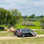 Safari Lake Geneva (online reservations required)
