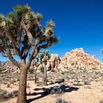 Joshua Tree National Park