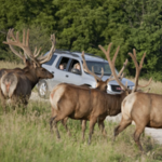 Wildlife Safari Park