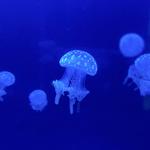Aquarium of Niagara