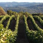 Anderson Valley Wine Tasting
