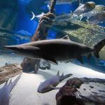 Long Island Aquarium