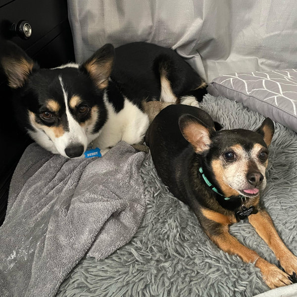 Our Pet Toy Fund
