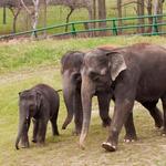 Rosamond Gifford Zoo