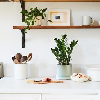ZZ Plant