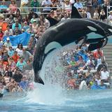 SeaWorld Orlando
