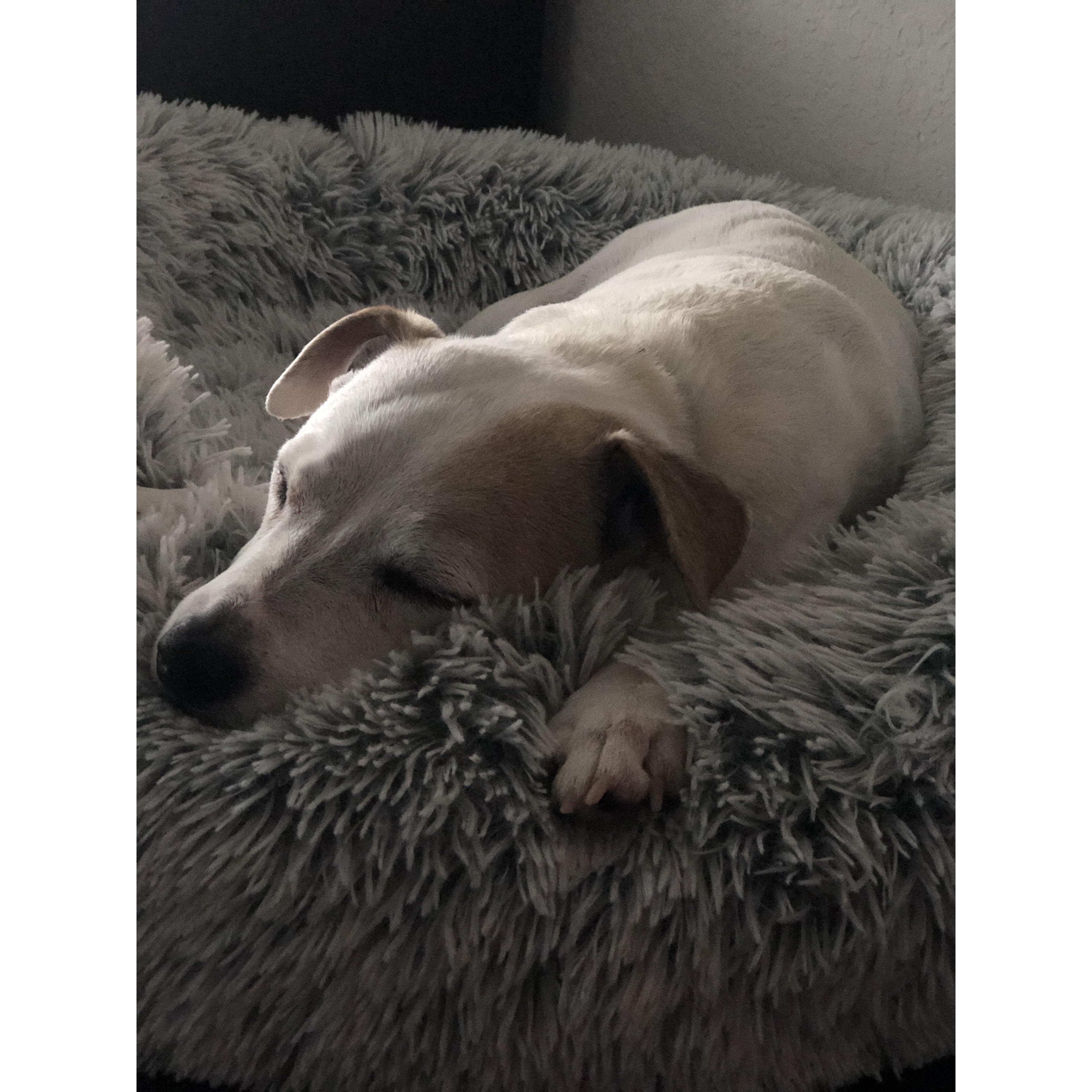 Quarantine = watching Hoosie nap all day.