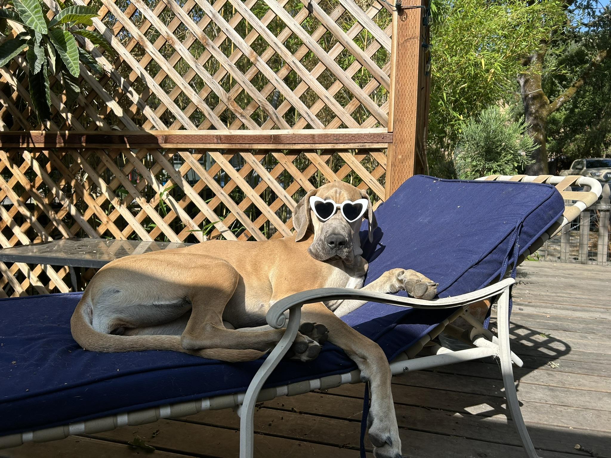 The Wedding Website of Lauren Lum and Sean Stephens