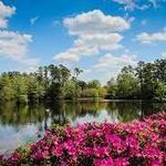 Swan Lake Iris Gardens