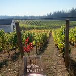 Trisaetum Winery