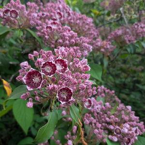 Donations to Tyler Arboretum ~Every Gift Sustains the Spaces You Love