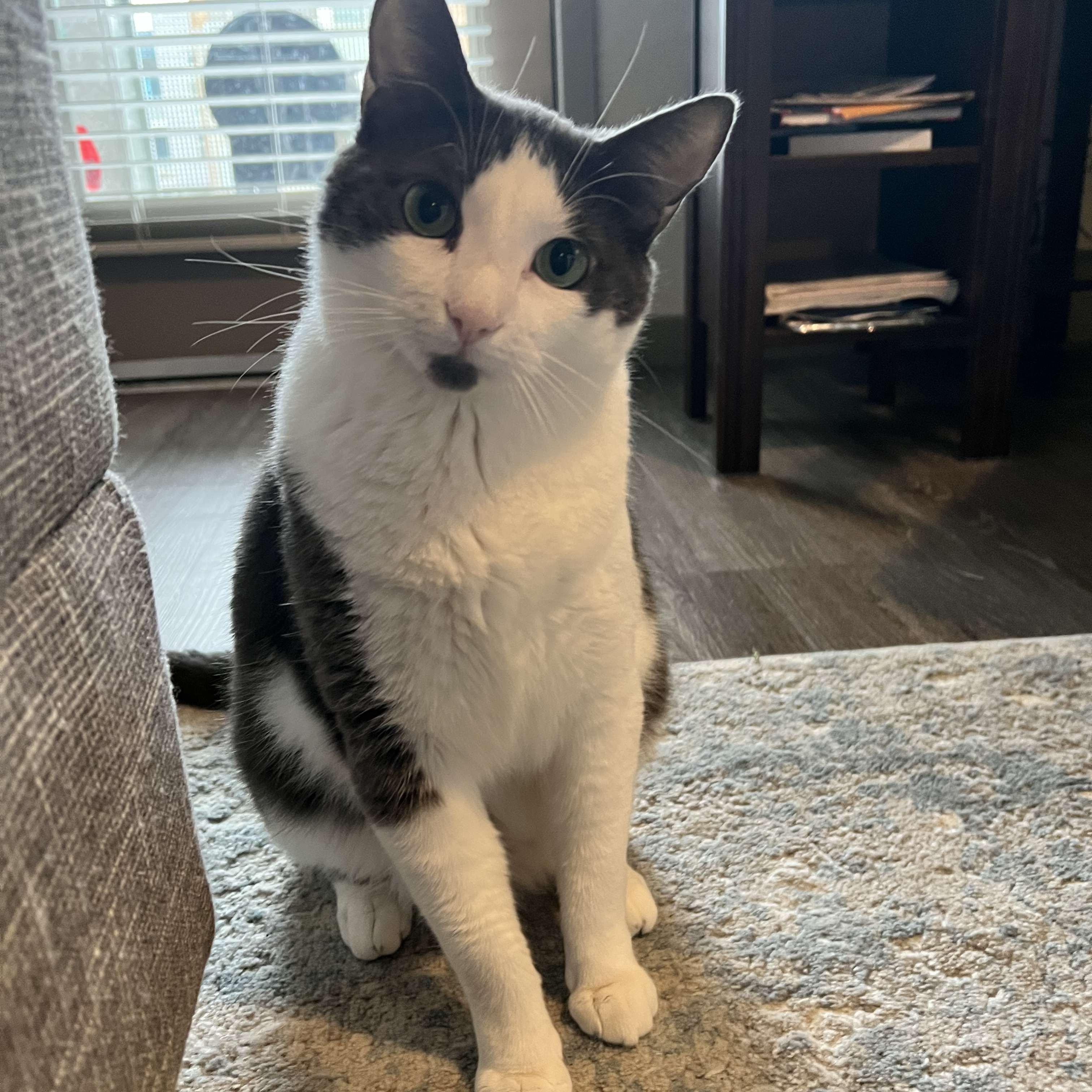 Adopted 2 cuties kittens together - this is Scout!