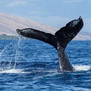 Maui Catamaran Whale Watch