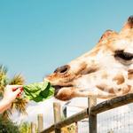 Gulf Breeze Zoo