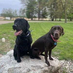Cheyenne & Ringos Toy Fund