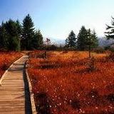 Cranberry Glades Botanical Area