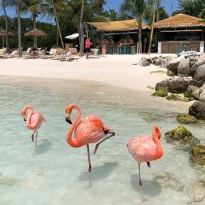 Day trip to to the Renaissance Island to see the flamingos