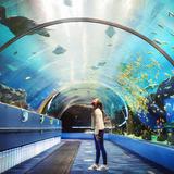 Georgia Aquarium