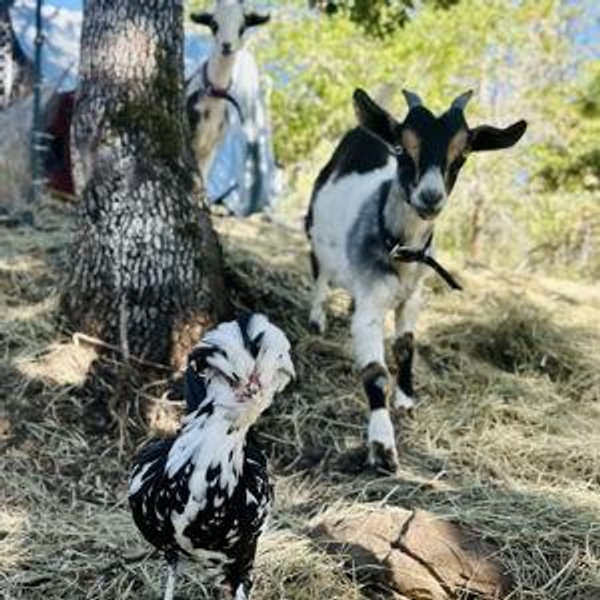 Building our dream farm sanctuary