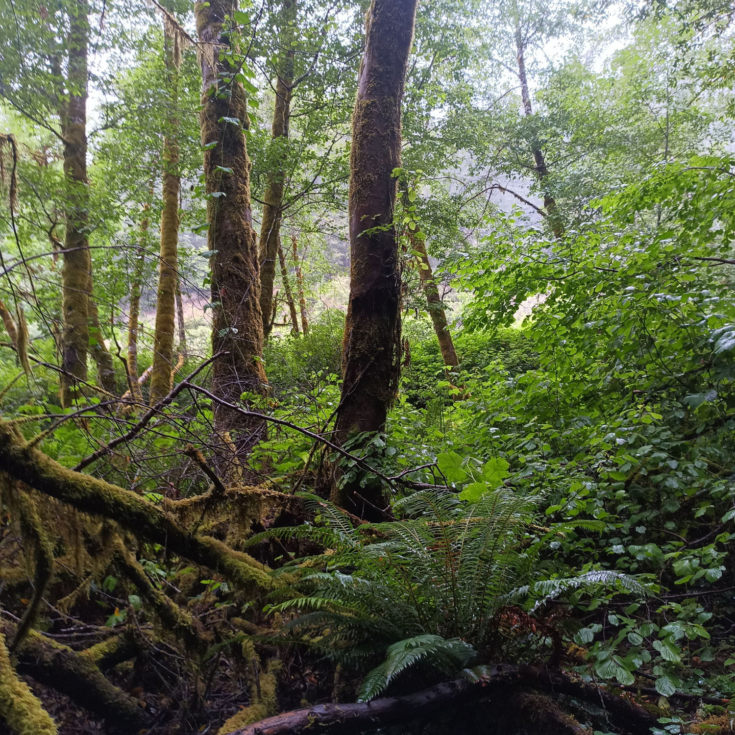 Red Woods National Park