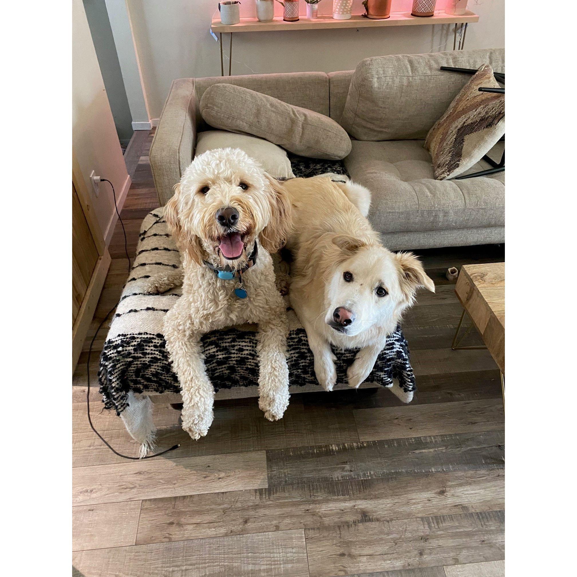 Best buds doin a cuddle.