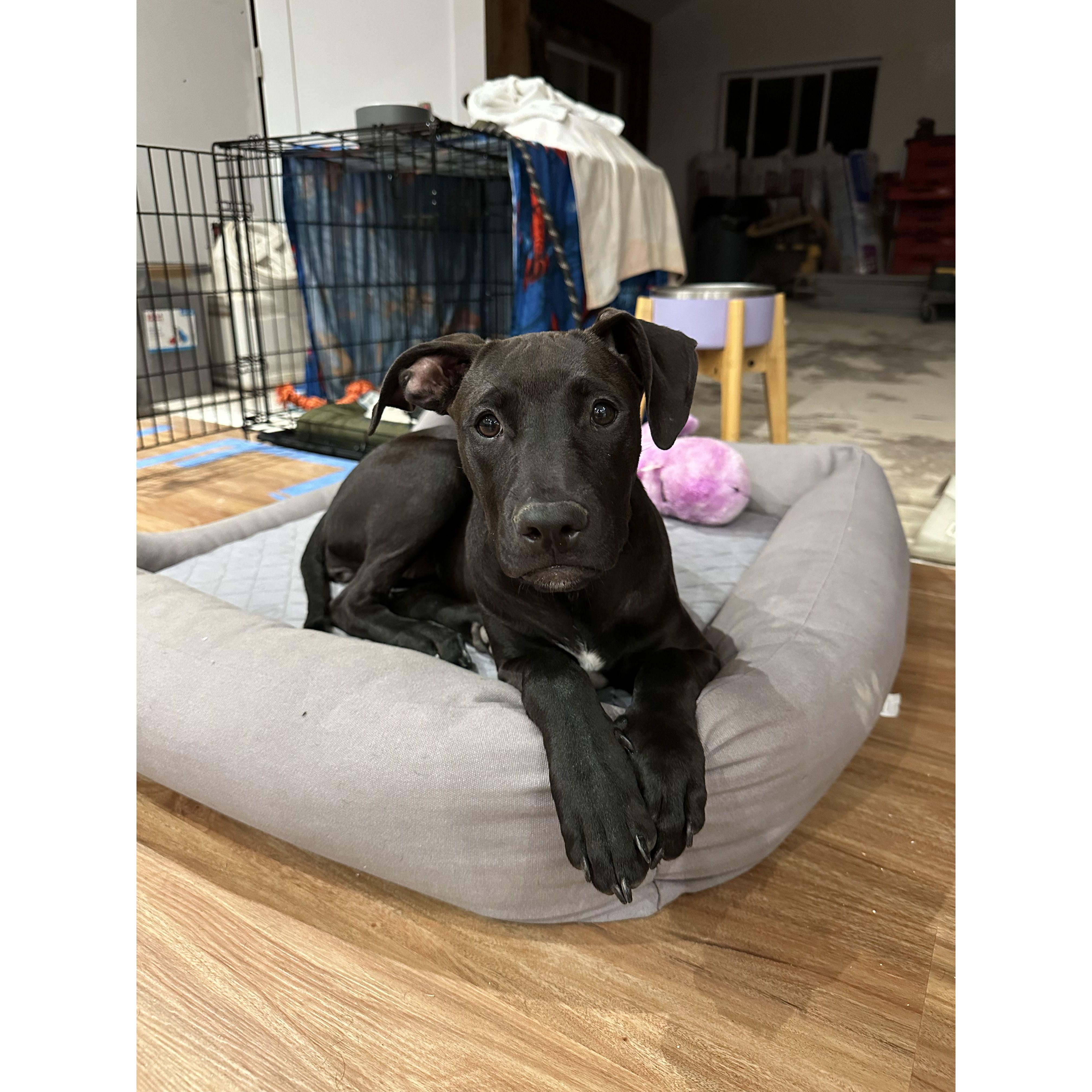 This is Luna. Just wanted to include her so she can be part of the fun.