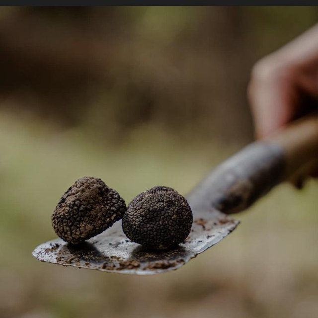 Truffle hunting in Motovun