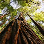 Muir Woods National Monument