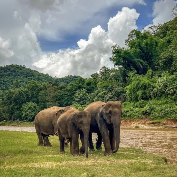 Elephant Nature Park - Chiang Mai Thailand