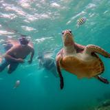 Swim with Sea Turtles & Cenote Tour
