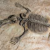Edelman Fossil Park & Museum of Rowan University