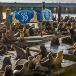 PIER 39