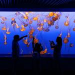 Monterey Bay Aquarium