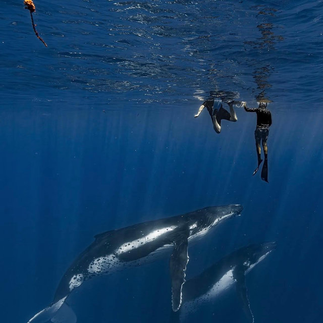 Honeymoon - Guided Whale Swim