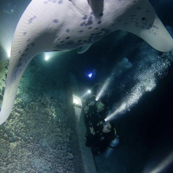 Diving with Manta Rays -Kona, Hawaii