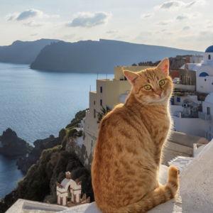 Greek Cat Treat Fund