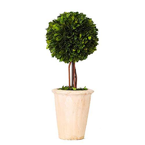 Real Preserved Boxwood Evergreen Globe Tree Topiary in Terracotta Planter Green Plant for Home Decor (Single Ball Topiary, 16 inch Tall)