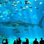 Georgia Aquarium