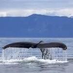 Baleines à Tadoussac
