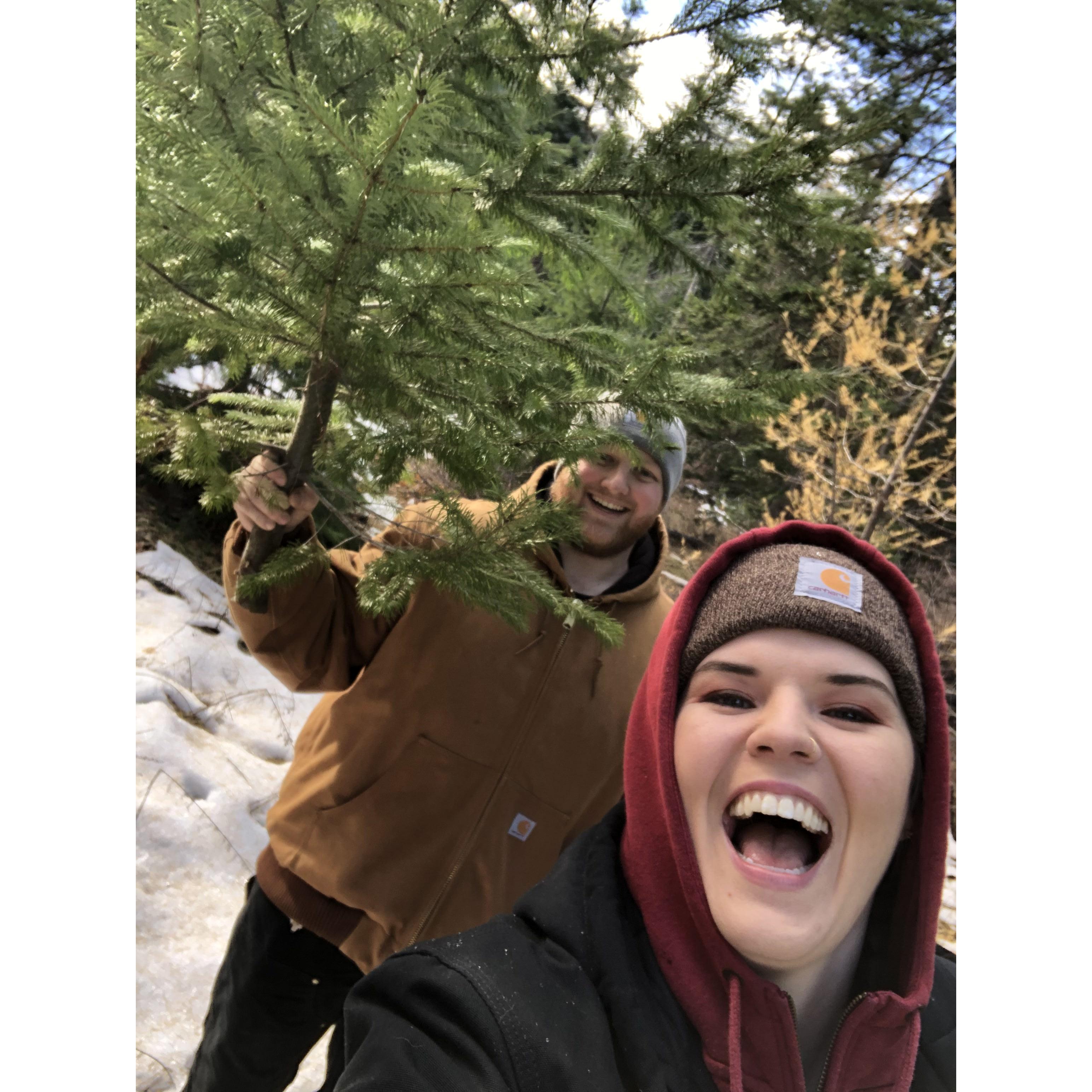 November 2020: Chopping down our first Christmas tree