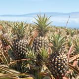 Maui Pineapple Tour