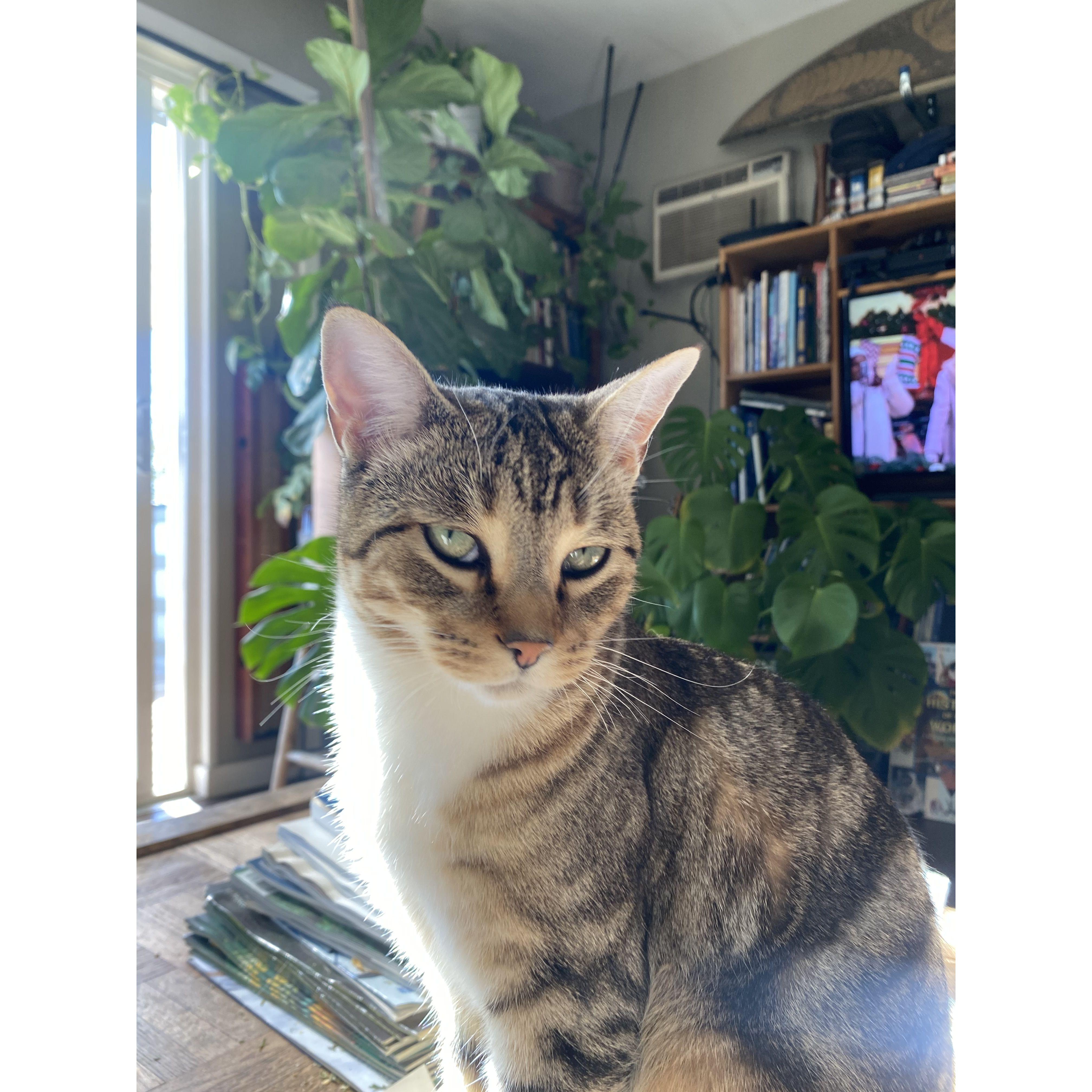 Our beautiful cat, Toph