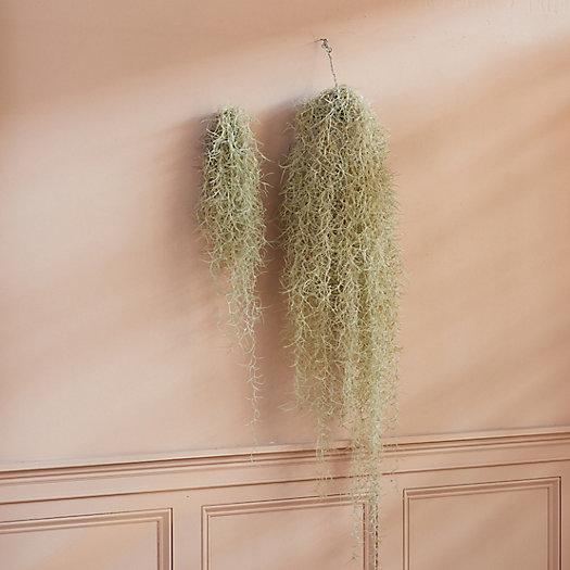 Fresh Spanish Moss Chandelier