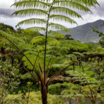 El Yunque